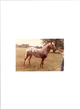 EAGLE,SHOW READY.HOBART IN.1982