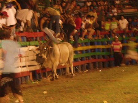 Bull riding Sardinal Xmas festival