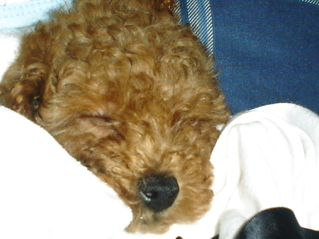 MY BABY TOY POODLE BUDDY