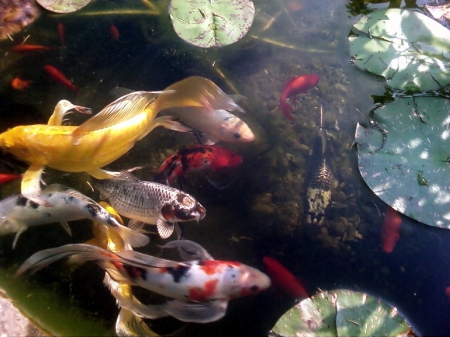 Koi in our pond