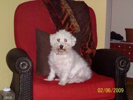 Angel Baby, my dog. Bichon