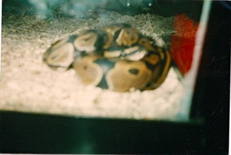 Balls my first ball python