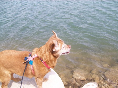 Rusty my old dog chillin out by the lake