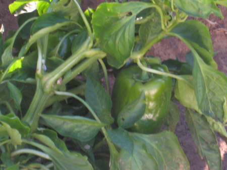 Bell Pepper in the garden