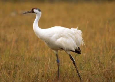 Adult Whooping Crane