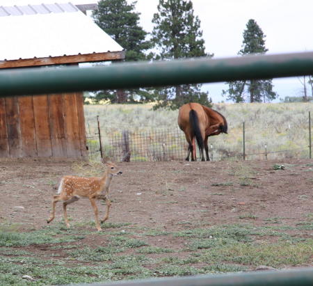 fawn21aug08