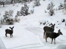 deer in the driveway