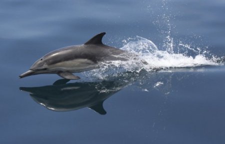 Dolphin on Glass 2009