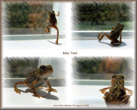 More of the baby toad