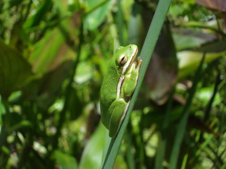 tree frog in swamp