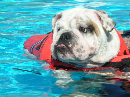 Our Dog Hercules Swimming