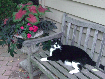 Another shade container