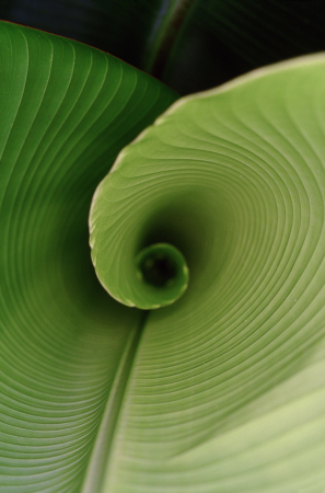 Banana leaf.