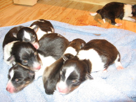 Moonie's Puppies born Dec 2008.