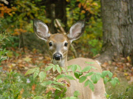 Bambi