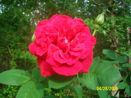 Healthy Rose