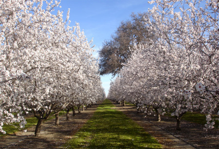Almond capital of the World...Spring time...