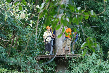 me up in tree