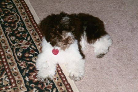 Oreo, my Cockapoo