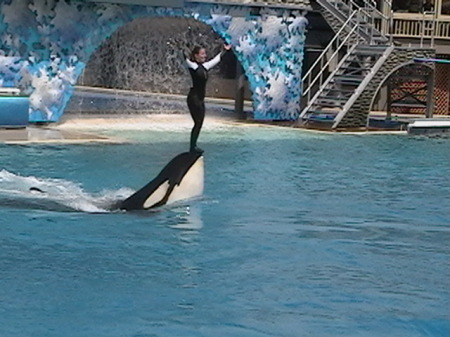 SEA WORLD