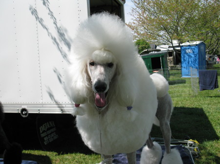 my dog Sakura at a dog show