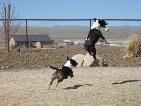 flyin' Bullseye and Bugsy