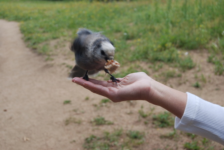 A very friendly gray jay