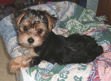 Huck short for Huckleberry! My newest yorkie!