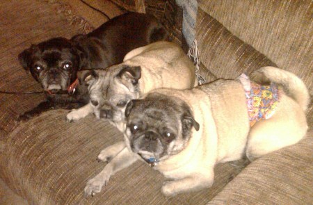 My pugs