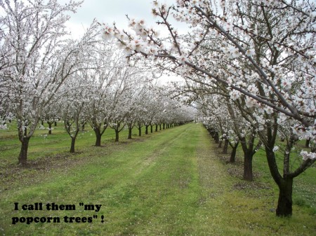 Our view of the Almond orchard