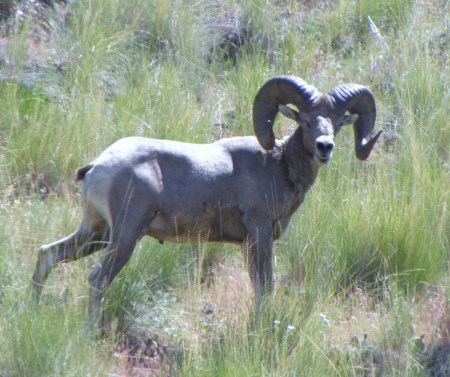 Bighorn Ram in Hell's Canyon