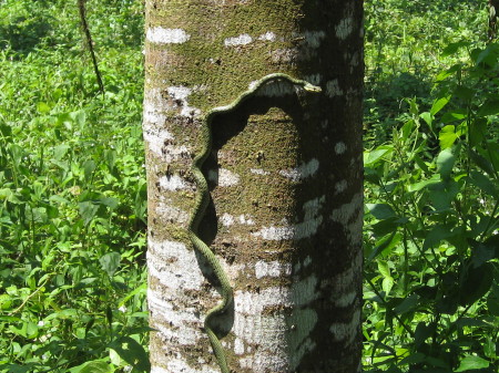 An icky tree snake