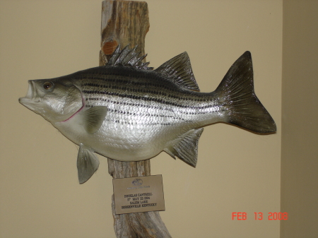 Four Pound White Bass