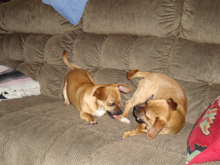 The Puppies- Rosey and Buster