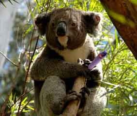 Koala got a joint?