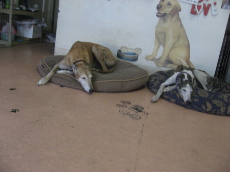 Greyhounds resting