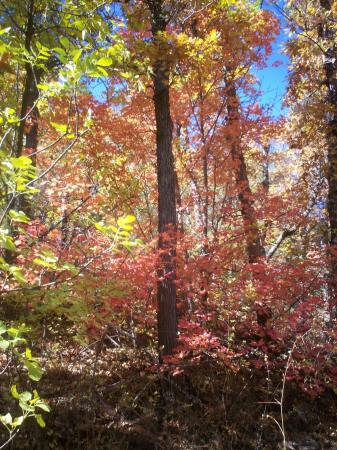 Fall color on the trail in Boyton Canyon