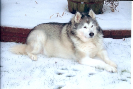 Nanook 2007