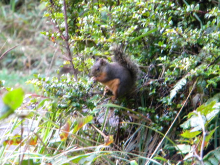 These squirrels have orangish bellies.