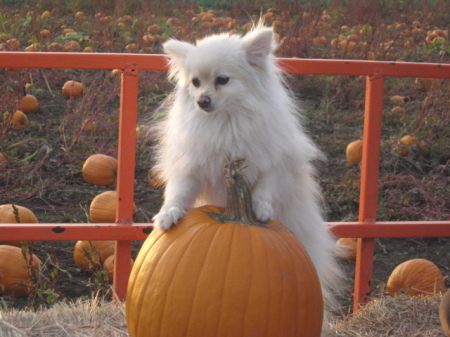 My dog "Lexie" on Hay Ride!