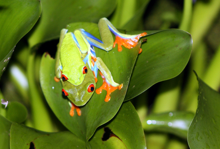 red eye frog in costa rica