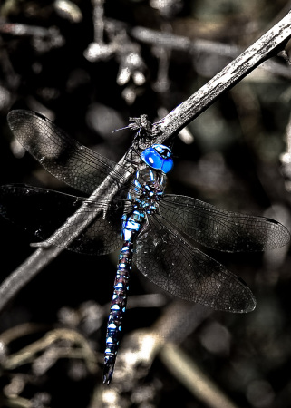 Galiano Dragonfly