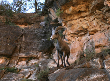 bighorn sheep in Grand Canyon