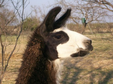 Bandit-Our Llama