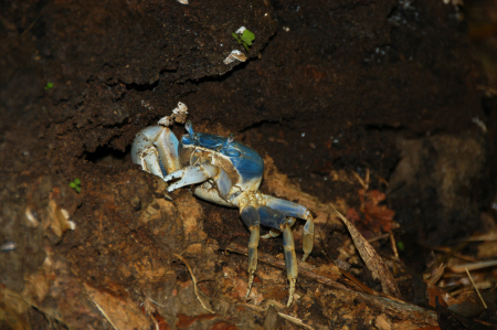 A Blue Crab (Rain Forest in Costa Rica)