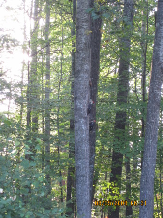 Two woodpeckers on one tree