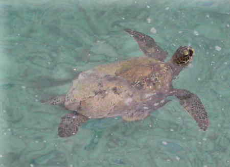 Surfacing Sea Turtle!