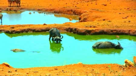 African Buffalo, Kenya 2009