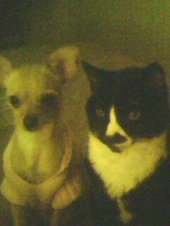 My Dog Bella and Cat Sascha