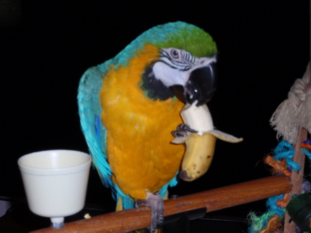 This is my Blue and Gold Macaw